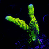 Slimeball Spongodes