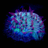 Pink Tip Diaseris
