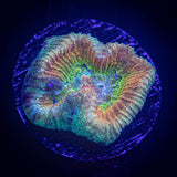 LRO Prismatic Favia