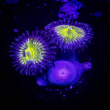 Frozen Apple Zoas