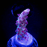 Gregs Unicorn Acro