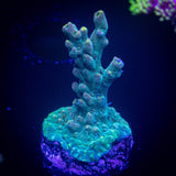 LRO Teal Latistella