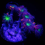 Firework Clove Polyps