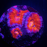 Magma Acan