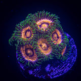 Lazer Lemon Zoas