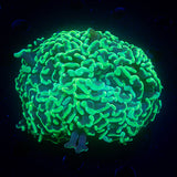 Teal Aussie Branching Hammer BIG HEAD
