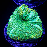 Snake Skin Discosoma