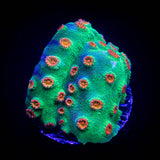 Jingle Bells Cyphastrea