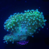 Teal Devils Hand