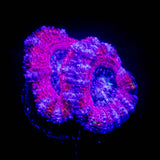 Pink Dreams Acan