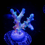 CB Flaming Unicorn Acro