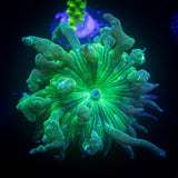 Aquacultured Duncans