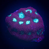 Teal Eye Favia
