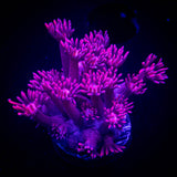 ORA Red Goni