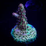 LRO Bahama Mama Acro