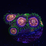 Lazer Lemon Zoas