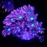 Rainbow Clove Polyps