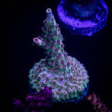 Gregs Unicorn Acro