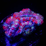 Peppermint Acan