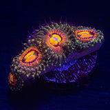 Rainbow Incenerator Zoas