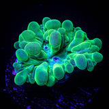 Pearl Bubble Coral