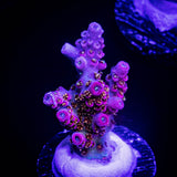 WWC Jello Shot Acro