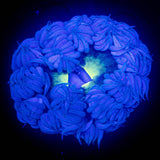 Ultra Rock Flower
