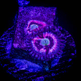 Pink Constellation Zoas