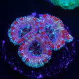 Candy Stripe Acan