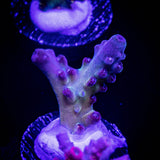 LRO Rainbow Cake Acro