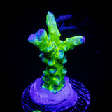 Green Goblin Anacropora