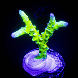 Green Goblin Anacropora