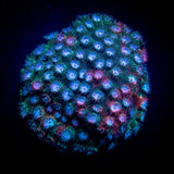 JF Fender Bender Cyphastrea