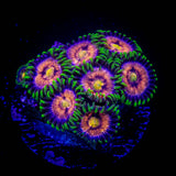 Lazer Lemon Zoas