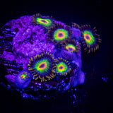 Rasta Zoas