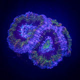 Monsters Inc Acan