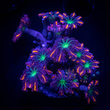 Firework Clove Polyps