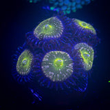 Frozen Apple Zoas