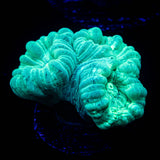 Teal Trumpets