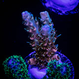 LRO Bahama Mama Acro