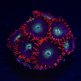 CB Punk Rocker Zoas