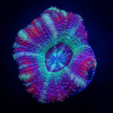 LRO Berrylicious Asian Acan