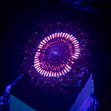 LRO Sugar Rush Zoa