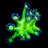 LRO Metallic Verde Goni SO BRIGHT