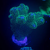 Pocillopora