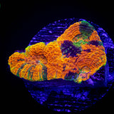 LRO Toxic Tropics Echinata