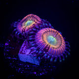 Peach Fusion Zoas