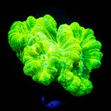 Kryptonite Trumpets