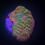 LRO Rainbow Convict Chalice