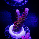 PC Rainbow Acro